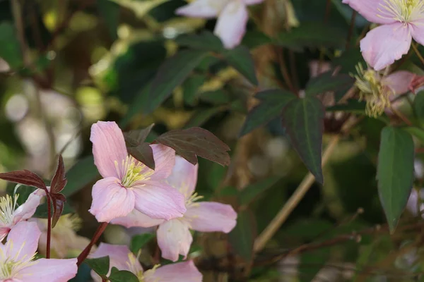 Plantes Été Illuminant Monde — Photo