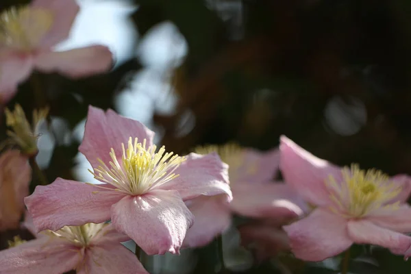 Plantes Été Illuminant Monde — Photo