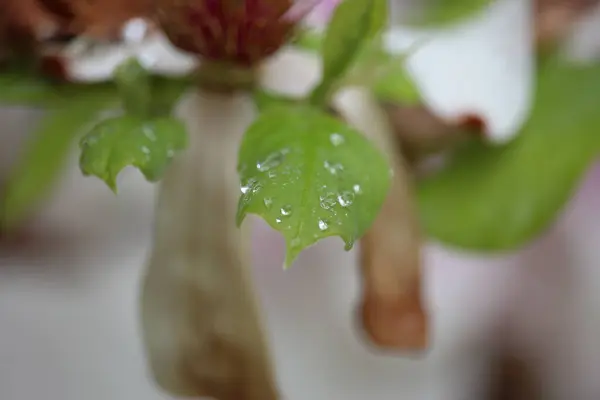 世界を明るくする夏の植物 — ストック写真