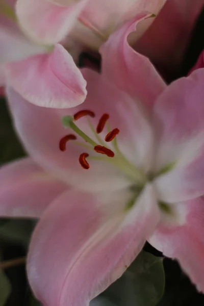 Plantes Été Illuminant Monde — Photo