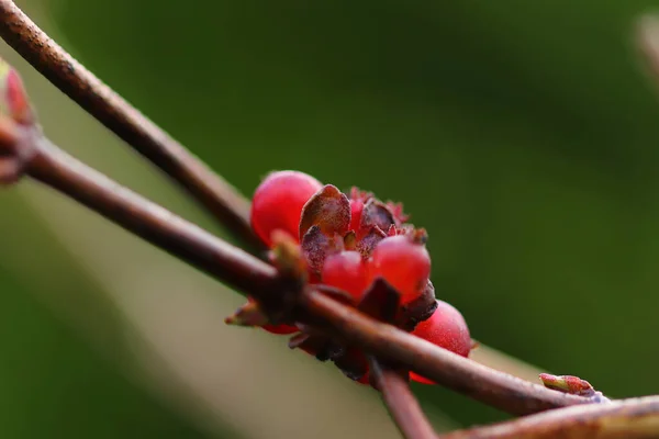 Cores Natureza Fecham Inverno — Fotografia de Stock