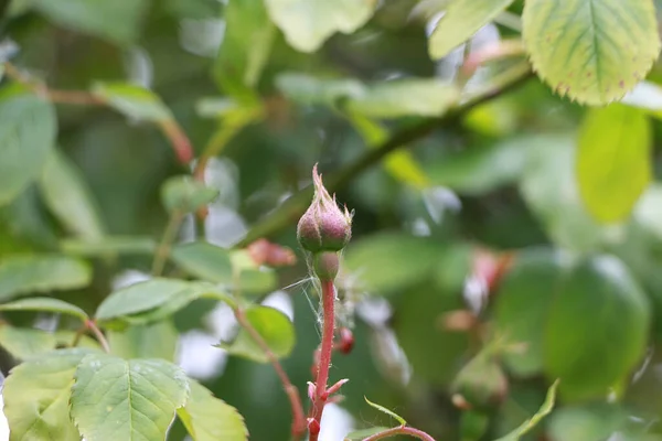 Sommarväxter Lyser Upp Världen — Stockfoto