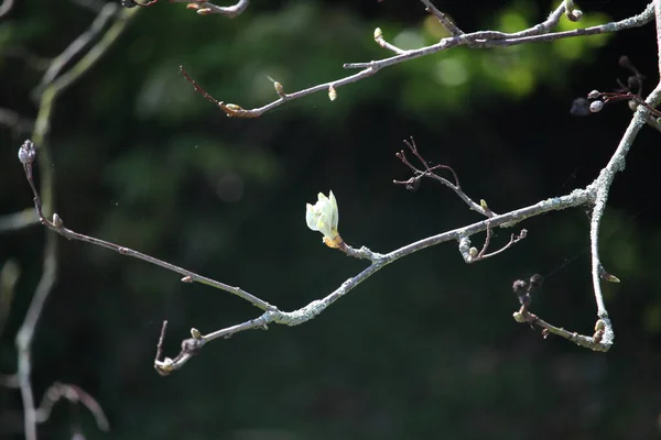 Plantes Été Illuminant Monde — Photo