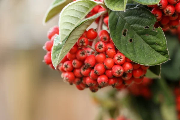 Bacche Rosse Vibranti Appese Albero Nel Giardino Coperto Gelo Mattutino — Foto Stock