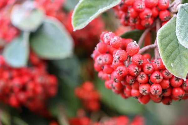 Leuchtend Rote Beeren Hängen Einem Baum Garten Der Tiefen Hochwinter — Stockfoto