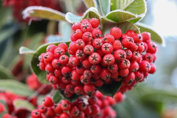 Leuchtend Rote Beeren Hängen Einem Baum Garten Der Tiefen Hochwinter — Stockfoto