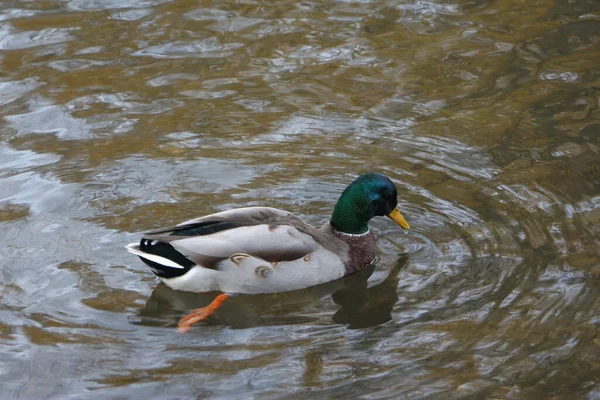 Mallard River Lea Flowing Hertford England Cold Winters Day Black — Stock Photo, Image