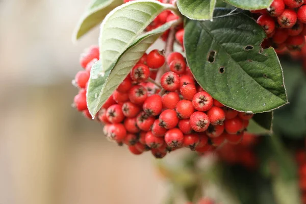 Leuchtend Rote Beeren Hängen Einem Baum Garten Der Tiefen Hochwinter — Stockfoto
