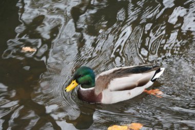 Lea nehrindeki bir yaban ördeği İngiltere 'nin Hertford şehrinde soğuk bir kış günü altında soğuk ve karanlık sularla birlikte akıyor.