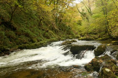 Watersmeet 'in milli güven sahasında yürürken Lyn nehrinin akıntılarında sonbahar suları çağlıyor.