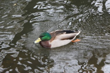Lea nehrindeki bir yaban ördeği İngiltere 'nin Hertford şehrinde soğuk bir kış günü altında soğuk ve karanlık sularla birlikte akıyor.