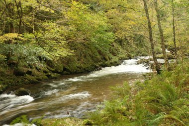 Watersmeet 'in milli güven sahasında yürürken Lyn nehrinin akıntılarında sonbahar suları çağlıyor.