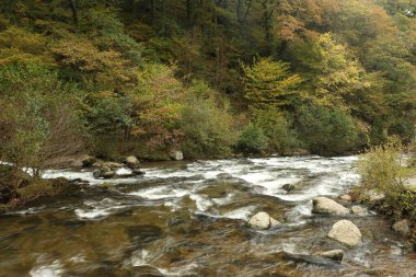 Watersmeet 'in milli güven sahasında yürürken Lyn nehrinin akıntılarında sonbahar suları çağlıyor.