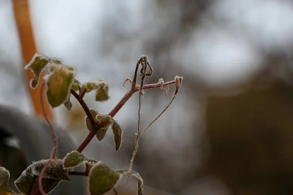 Withered dried stalks of a summery plant frozen solid on a frosty winter's morning