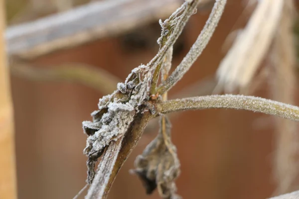 Soğuk Bir Kış Sabahı Donmuş Bir Yaz Bitkisinin Kurumuş Sapları — Stok fotoğraf
