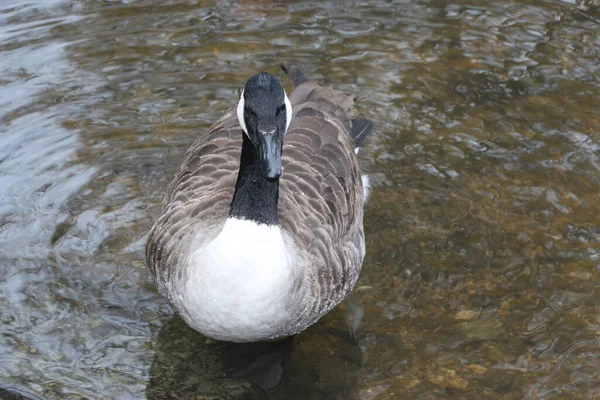 Oca Canadese Che Nuota Nell Acqua Fredda Del Fiume Lea — Foto Stock