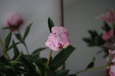 Işığı yansıtan bitkiler