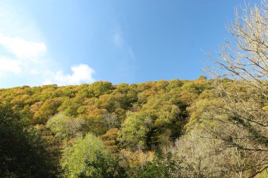 Bitkiler, çiçekler ve ağaçlar vadinin kıyısındaki uçurumlara tutunarak Heddon Vadisi 'ndeki ulusal güven alanına iniyor..