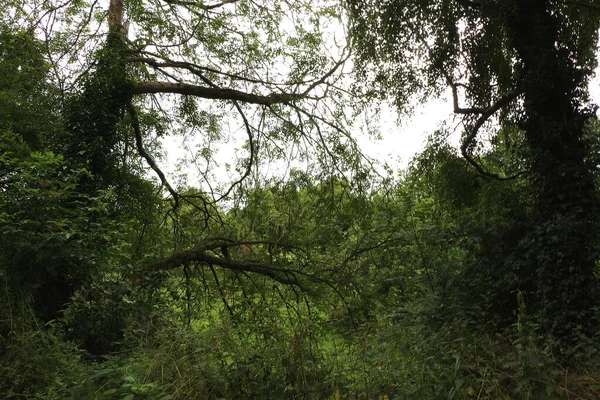 Groen Gebladerte Tijdens Een Wandeling Door Het Bos — Stockfoto