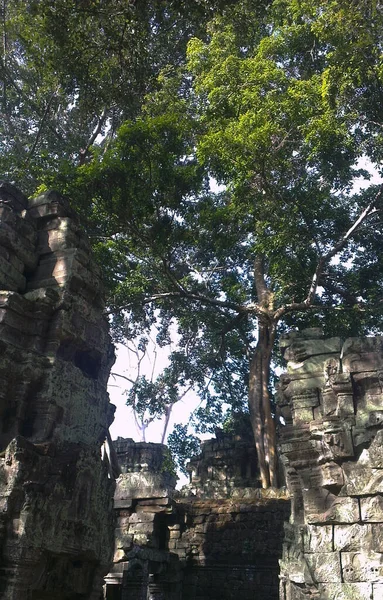 柬埔寨吴哥窟废墟中的灌木和树木 — 图库照片