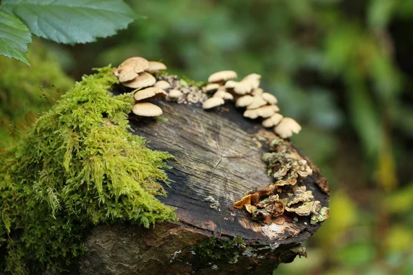 Pilz Wald Wächst Parasitär Auf Einem Baumstumpf Auf Dem Spaziergang — Stockfoto