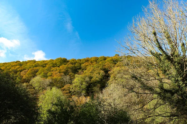 Bitkiler, çiçekler ve ağaçlar vadinin kıyısındaki uçurumlara tutunarak Heddon Vadisi 'ndeki ulusal güven alanına iniyor..