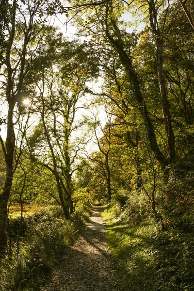 Schöner Waldspaziergang Der Tiefe Des Herbstes — Stockfoto