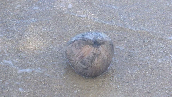 Coconut Lying Waves Thai Beach — Stock Photo, Image