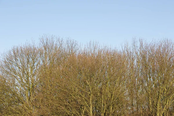 Kahle Bäume Äste Und Winterhimmel — Stockfoto