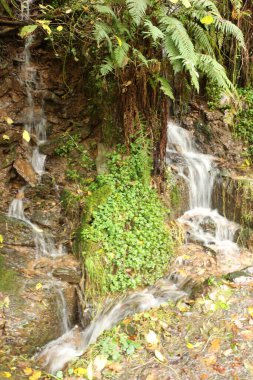 Ormanın kayalıklarından çağlayan bir şelale, İngiltere 'nin Kuzey Devon kentindeki Lyn nehri boyunca akan Watermeet' in ulusal güven alanından geçiyor.