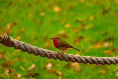 Soğuk bir sonbahar günü Watersmeet Ulusal Tröst Kafe 'sinde yemek arayan kırmızı bir narbülbül.