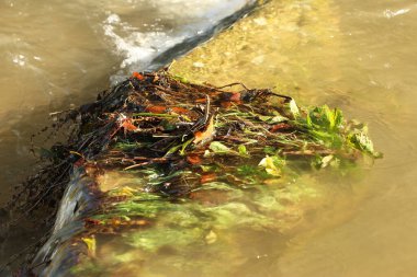 Heddon nehri, İngiltere 'nin güneybatısındaki Kuzey Devon sahilinde denize dökülen Heddon Vadisi' nden akan şiddetli yağmur ve sel sularıyla taştı.