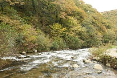 Watersmeet 'in milli güven sahasında yürürken Lyn nehrinin akıntılarında sonbahar suları çağlıyor.