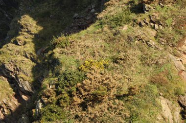 Bitkiler, çiçekler ve ağaçlar vadinin kıyısındaki uçurumlara tutunarak Heddon Vadisi 'ndeki ulusal güven alanına iniyor..