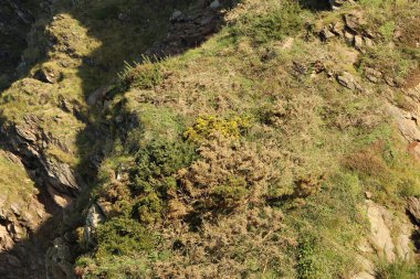 Bitkiler, çiçekler ve ağaçlar vadinin kıyısındaki uçurumlara tutunarak Heddon Vadisi 'ndeki ulusal güven alanına iniyor..