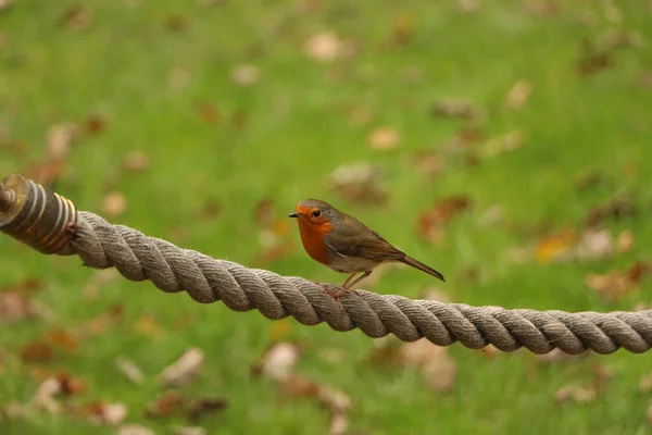 Sein Rouge Robin Recherche Nourriture Par Une Froide Journée Automne — Photo