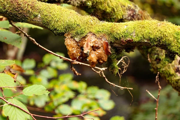 Gungy Schimmel Gespot Vastklampt Aan Buitenkant Van Boom Blaffen Parasitair — Stockfoto