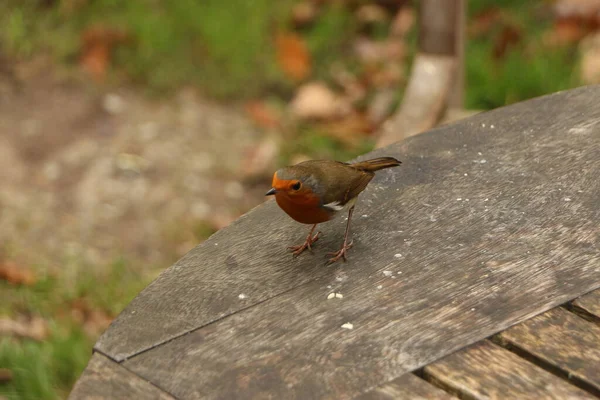 Rotkehlchen Auf Nahrungssuche Einem Kalten Herbsttag Watersmeet National Trust Café — Stockfoto