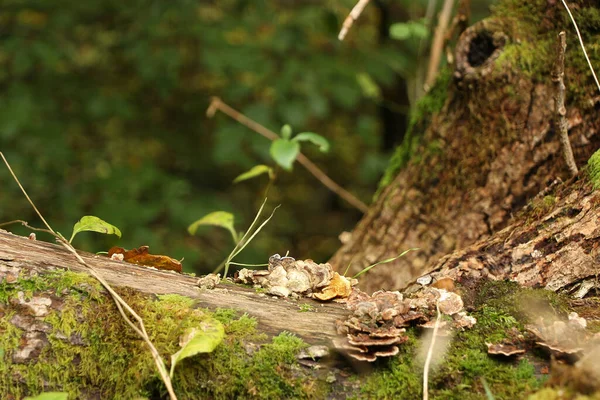 Μύκητας Gungy Εντοπίστηκε Προσκόλληση Στο Εξωτερικό Του Φλοιού Των Δέντρων — Φωτογραφία Αρχείου