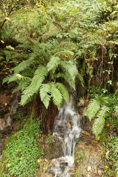 Wodospad Kaskadowy Strony Urwiska Leśnego Spaceru Przez Krajową Stronę Zaufania — Zdjęcie stockowe