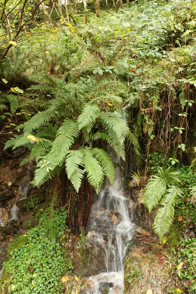 Ett Vattenfall Kaskad Från Klippsidan Skogspromenad Genom National Trust Site — Stockfoto