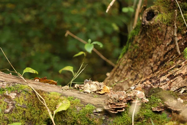Μύκητας Gungy Εντοπίστηκε Προσκόλληση Στο Εξωτερικό Του Φλοιού Των Δέντρων — Φωτογραφία Αρχείου