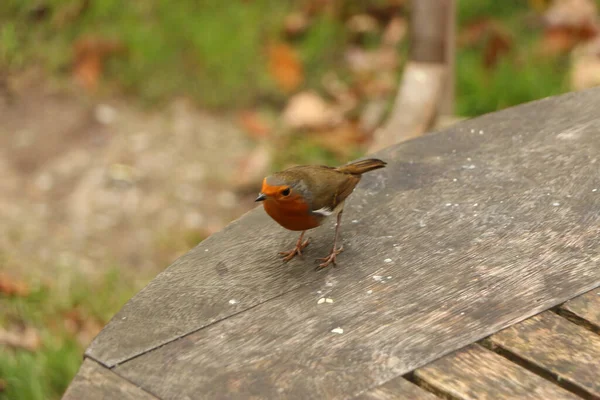 Peito Vermelho Robin Procura Comida Dia Frio Meados Outono Watersmeet — Fotografia de Stock