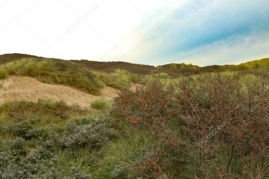 Red berry bushes in the autumn growing on the sand dunes of Saunton beach in north west Devon in South west England
