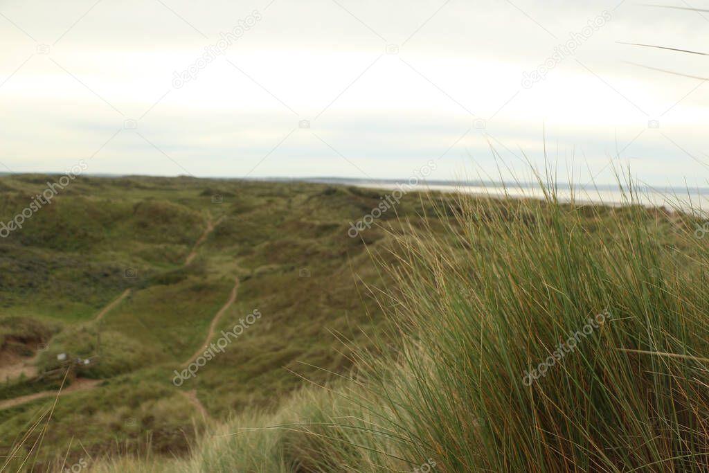 Grassy sand dunes behind saunton beach in north devon waving in the rough autumn winds.