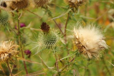 Doğanın ayrıntıları vahşi doğada alınır