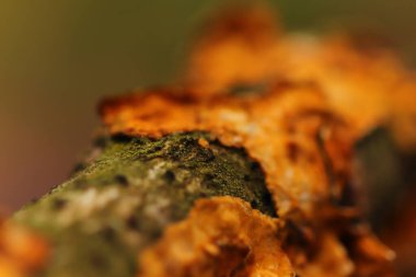 Bahçedeki ve çevresindeki şekiller ve dokular 