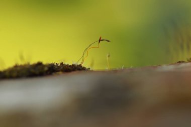 Bitkiler ilkbahar güneşinde ilerliyorlar