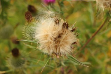 Doğanın ayrıntıları vahşi doğada alınır