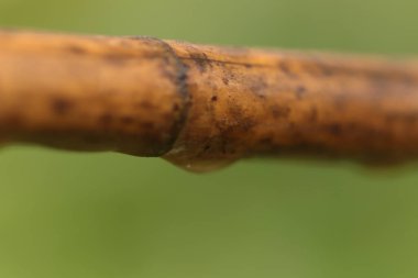 Bahçedeki ve çevresindeki şekiller ve dokular 